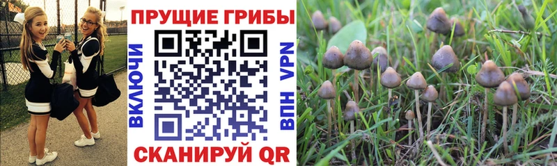 Псилоцибиновые грибы MAGIC MUSHROOMS  Купить закладки  Сясьстрой 
